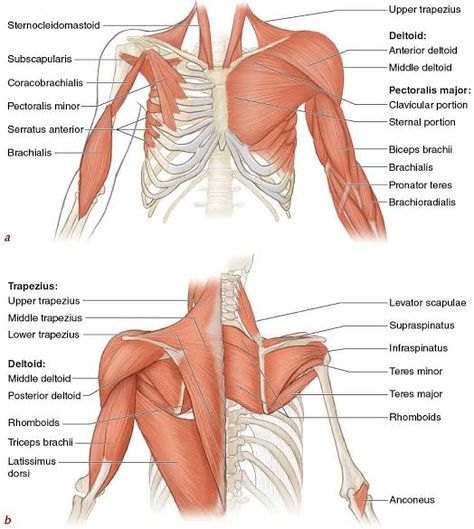 Upper Body Muscles Anatomy, Shoulder Muscles Anatomy, Muscles Anatomy Drawing, Deltoid Muscle, Rotator Cuff Muscles, Upper Limb Anatomy, Body Muscle Anatomy, Trapezius Muscle, Upper Body Muscles