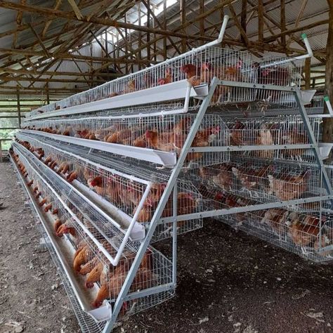 A type chicken cage for layers Poultry Farm Design, Poultry Business, Chicken Houses, Cages For Sale, Metal Building Designs, Poultry Farming, Layer Chicken, Poultry House, Backyard Chicken Coop Plans