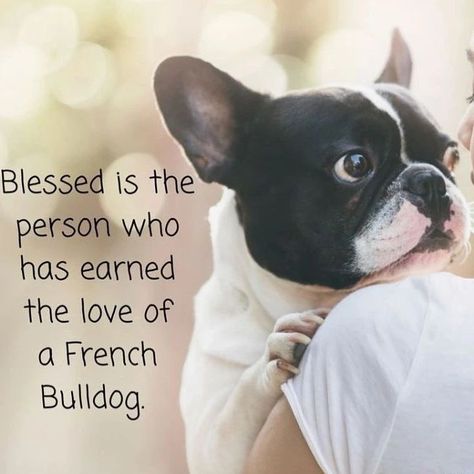 French Bulldog Quotes, French Bulldog Full Grown, Grey French Bulldog, Bulldog Training, French Bulldog Breed, White French Bulldogs, French Bulldog Facts, French Bulldog Funny, Bulldog Breeds