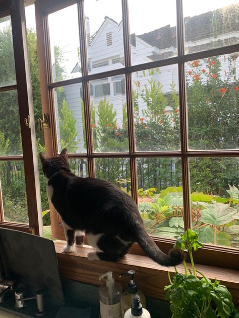 Cat In Kitchen, Cat In House, Stone Cottage Homes, Scotland Cottage, Window Cafe, Academia Coquette, Cat Cottage, Cottages Scotland, Cottage Core Room