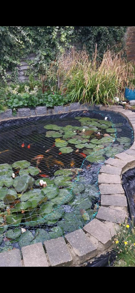 Pond With Koi Fish, Large Koi Pond, Fancy Goldfish Pond, Koi And Goldfish Pond, Turtle And Koi Pond, Goldfish Pond, Fish Pond, Carp, English Garden