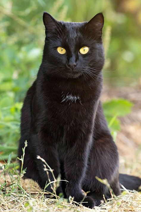 bombay-sitting-in-grass-with-sunlight-266618946 Bombay Cat Cute, Black Cat With White Spots, Bombay Black Cat, A Bunch Of Cats, Animal Memes Funny, Bunch Of Cats, Cat Inspiration, Random Cat, Bombay Cat