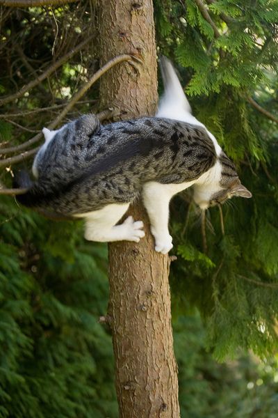 right, that's it! I'm turning back!      Adventure Cat wonders what he was thinking. Adventure Cat, Cat Reference, Cat Climbing, Cat Boarding, Domestic Cat, Fat Cats, Lingerie Shop, Cats Meow, Crazy Cat Lady