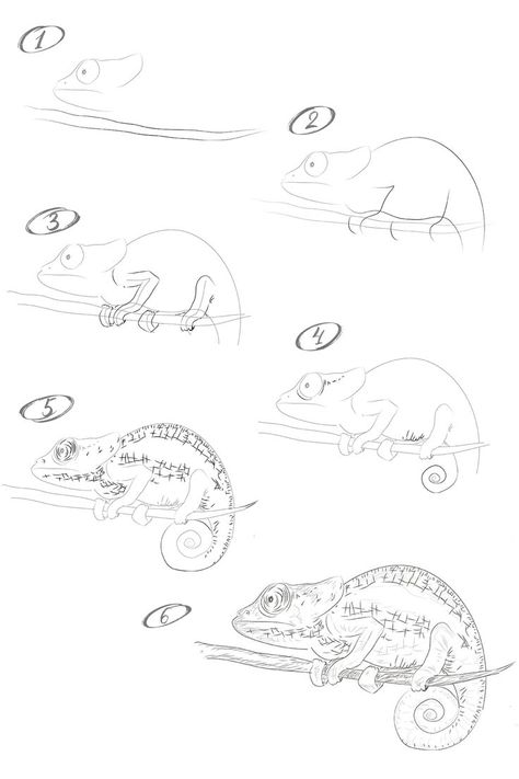 Cameleon Art Drawing, How To Draw A Chameleon, Chameleon Drawing Easy, Chameleon Drawing, Animal Illustration Art, Nature Sketch, Drawing Lesson, Easy Drawing Tutorial, Octopus Art