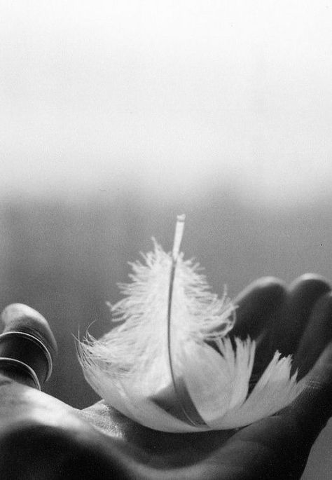 . Image Zen, Eckart Tolle, Angel Feathers, Angels Among Us, White Feather, White Feathers, White Photography, Close Up, Fairy Tales