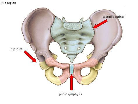 Pelvic Girdle Pain In Pregnancy | Active PT & Sports Proper Body Mechanics, Pelvic Girdle, Cells Project, Referred Pain, Muscle Anatomy, Muscle Weakness, Lower Abdomen, Pelvic Floor Muscles, Pelvic Pain