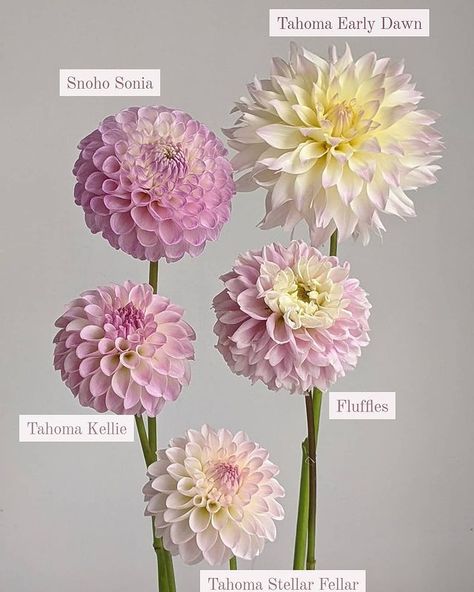 Dahlia Colors, Types Of Dahlias, Dahlia Flower Garden, Dahlia Varieties, Dahlia Garden, Cut Flower Farm, Dahlia Bouquet, Flower Varieties, Dahlias Garden