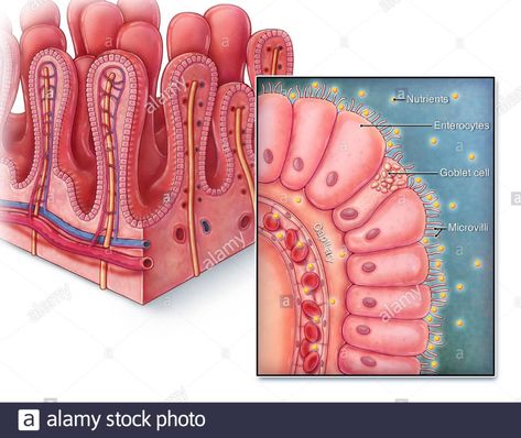 An illustrated section of villi from the small intestine as well as a close up view of a single villus. Villi are finger-like projections that extend into the lumen of the small intestine, increasing surface area for greater nutrient absorption. Each villus is lined with columnar epithelium known as enterocytes, with each cell containing microvilli to further increase surface area. Digested nutrients are absorbed into nearby capillaries so that it can then be transported to the rest of the body Intestines Anatomy, Unicellular Organisms, Single Celled Organisms, Anatomy Stickers, Medical Infographic, Insufficient Glandular Tissue, Small Intestine Histology, Human Digestive System, Small Intestine