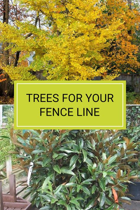 Finding the right trees to plant along your fence line is crucial, especially when looking for those that have an upright and narrow growth habit. Fastigiate trees are ideal for this purpose, balancing aesthetics and space. Explore options like Ginkgo biloba 'Princeton Sentry' or Magnolia grandiflora 'Alta' that can enhance your backyard. To learn more about selecting the best trees for your outdoor space, check out the full article and transform your outdoor living area with beautiful plants. Trees Next To Fence, Trees Fence Line, Trees By Fence, Trees Along Fence Backyards, Fastigiate Trees, Trees Along Fence, Trees For Backyard, Tree Garden Design, Fence Trees