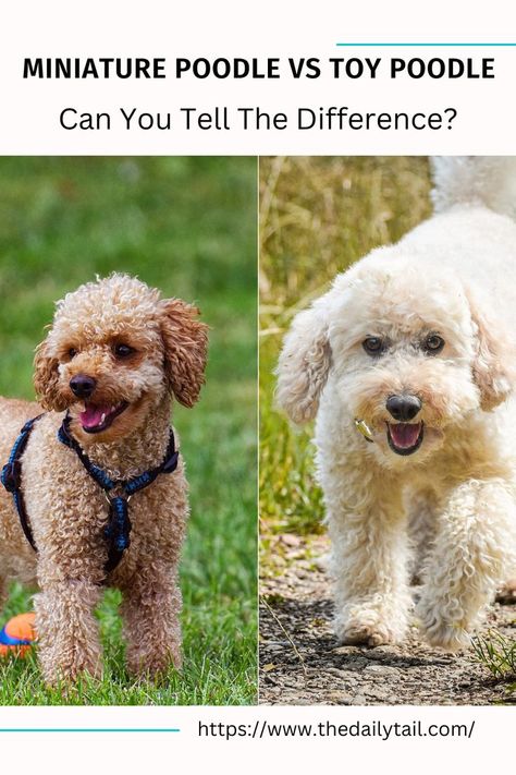 Miniature Poodle vs Toy Poodle – Can You Tell The Difference? Miniature Poodles, Toy Poodles, Miniature Poodle, Toy Poodle, Dog Behavior, Miniature Toys, Many People, Dog Training, Different Types