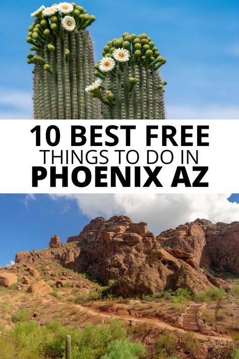 10 Best free things to do in Phoenix AZ, including Saguaro cactus in bloom and Camelback Mountain. Road Trip Arizona, Things To Do Near Phoenix Arizona, Mesa Arizona Things To Do, Phoenix Arizona Things To Do In, Things To Do In Arizona, Things To Do In Phoenix Arizona, Restaurants In Phoenix Az, Phoenix Things To Do, Phoenix Travel Guide