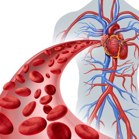 High Homocysteine Level: How It Affects Your Blood Vessels Heart Circulation, Arteries And Veins, Reducing High Blood Pressure, Poor Circulation, Coconut Oil Uses, Nitric Oxide, Circulatory System, High Cholesterol, Improve Circulation