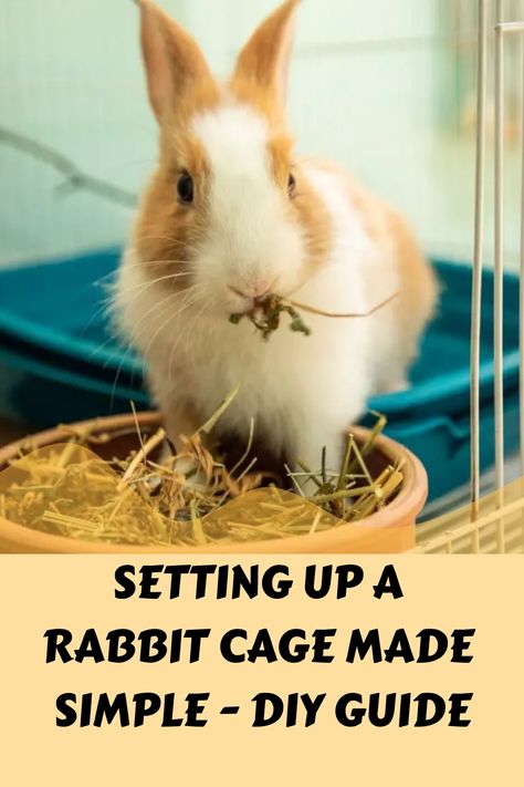 [object Object] Rabbit Facts, Rabbit Diet, Young Rabbit, Low Maintenance Pets, Bunny Cages, Rabbit Care, Rabbit Cage, Healthy Digestive System, Nutritious Diet