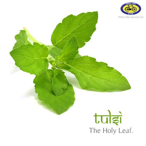 Often referred to as the Holy Basil, Tulsi is said to be the most divine offering for Sri Hari Vishnu bhakti. Tulsi leaves or seeds are offered to all Sri Hari Vishnu avtars - like Sri Ram, Sri Krishna and Sri Narsingh. An offering of Tulsi patram is known to easily please the ardent Sri Ram devotee - Sri Hanumanji. #pureofferings Tulsi Colour Painting, Tulsi Vivah Painting, Tulsi Plant Illustration, Tulsi Puja Mantra, Sri Hari, Tulsi Leaves, Krishna Tulsi, Sri Ram, Sri Krishna