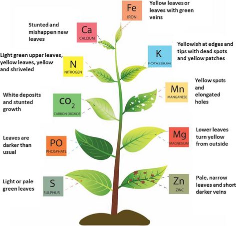 Type of deficiencies in ornamental plant / house plant Nitrogen For Plants, Plant Deficiencies, Plant House, Plants To Grow, Plant Nutrients, Philodendron Monstera, Nutrient Deficiency, Plant Science, Ornamental Plants