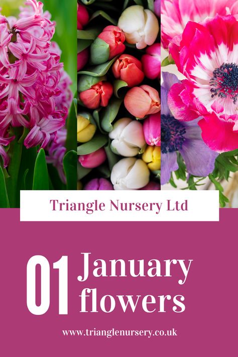 Essential Florist Guide for January Flowers Flower Arrangements For January, Flowers In Season In February, January Flowers In Season, December Flowers In Season, Flowers In Season In November, In Season January, January Flower Arrangements, Flower For January, January Flowers