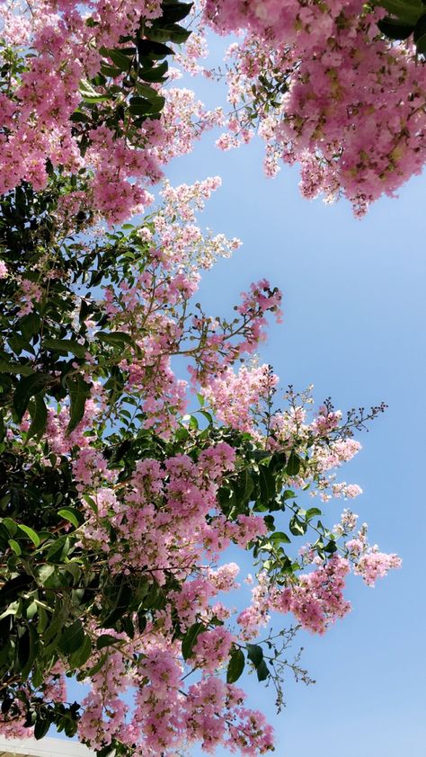 Wallpaper Estetika, Light Aesthetic, Pink Flowers Wallpaper, Spring Inspo, Flowers Photography Wallpaper, Spring Wallpaper, Pretty Landscapes, Pink Vibes, Spring Aesthetic