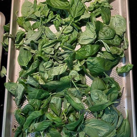 How To Store Basil So That It Stays Fresh Storing Basil Leaves Fresh Herbs, Harvesting Basil How To, How To Dry Fresh Basil, How To Store Basil, How To Store Fresh Basil, Storing Fresh Basil, Storing Basil, Food Saver Vacuum Sealer, Harvesting Basil