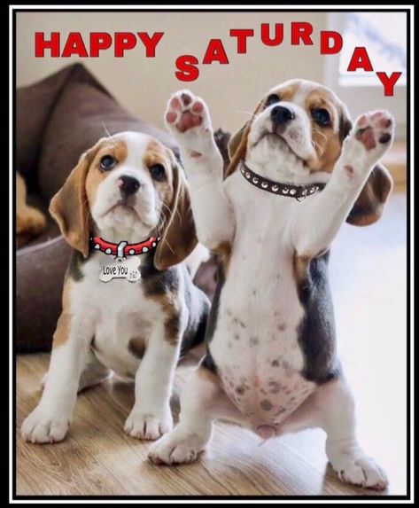 Happy Saturday! Give your pets some extra lovin' today! 🌞 Saturday Quotes Funny, Happy Saturday Pictures, Saturday Morning Humor, Happy Saturday Quotes, Saturday Morning Quotes, Happy Saturday Morning, Happy Saturday Images, Saturday Humor, Saturday Greetings