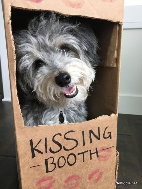 Kissing Booth Costume for Dogs | NoBiggie.net Cute Dog Halloween Costumes, Costumes For Dogs, Cute Dog Costumes, Dog Diy, Dog Photoshoot, Pet Halloween Costumes, Kissing Booth, Diy Valentine, Halloween 2016