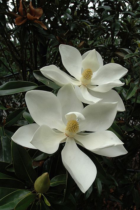 Little Gem Magnolia (Magnolia grandiflora 'Little Gem') at Oakland Nurseries Inc Southern Magnolia Tree, Magnolia Grandiflora, Southern Magnolia, Magnolia Tree, Magnolia Trees, Tree Free, Magnolia Flower, Fragrant Flowers, Landscaping Plants