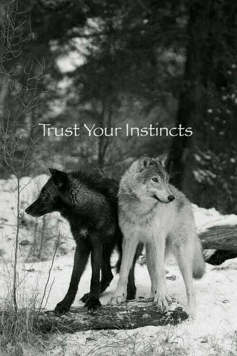 Instinct Quotes, Whatsapp Funny Pictures, Lone Wolf Quotes, Whatsapp Videos, Wolf Quotes, Dire Wolf, She Wolf, Trust Your Instincts, Quotes By Genres