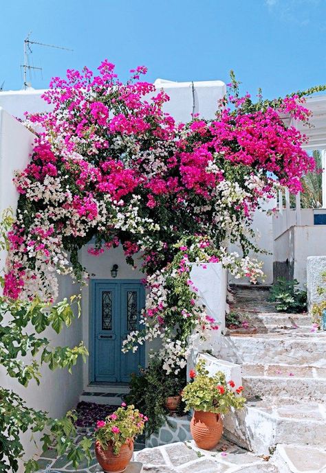 Greece Images, Greek Garden, Paros Island, Paros Greece, Cyclades Islands, Greece Islands, Mediterranean Garden, Bougainvillea, Greek Island