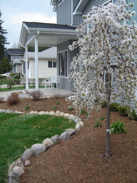 Weeping snow fountain cherry in full bloom. Weeping Cherry Tree Landscaping, Weeping Redbud Tree Landscaping, Cherry Weeping Willow Tree, Weeping White Spruce, Snow Fountain Weeping Cherry, Dream Cottage, Green Thumb, All Natural, Garden Arch