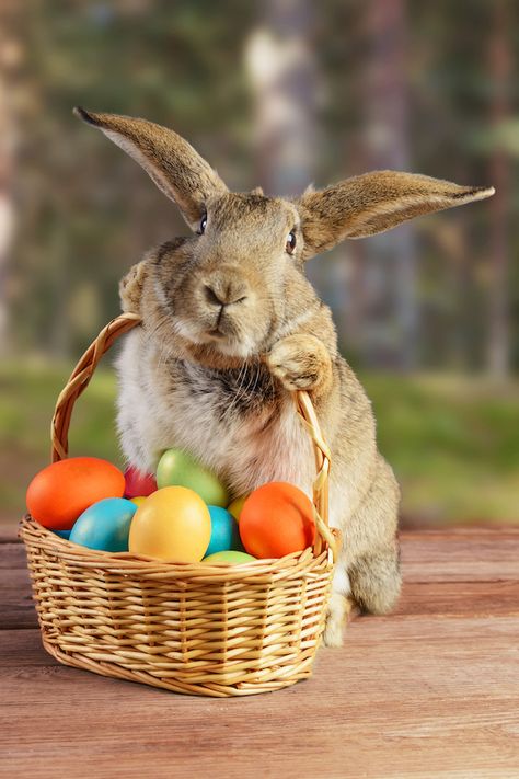 When you think of Easter, you might picture the Easter bunny. But Easter marks the resurrection of Jesus. What does the Easter Bunny have to do with Jesus? Easter Bunny Images, Easter Bunny Pictures, Bunny Images, Bunny Names, Easter Wallpaper, Peter Cottontail, Easter Pictures, Bunny Pictures, Easter Wishes