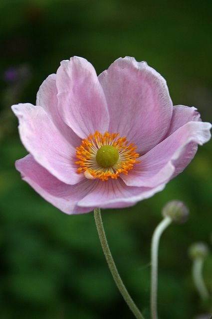 Bourton On The Water, Japanese Anemone, Anemone Flower, Single Flower, Botanical Flowers, Exotic Flowers, Blossom Flower, Flower Photos, Flower Pictures