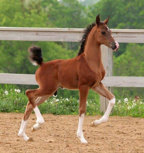 . Horses Reference Photos, Foal Horse, Horse Foal, Horse Poses Reference, Horse Reference Photos, American Saddlebred, Horse Inspiration, Baby Horses, Most Beautiful Horses