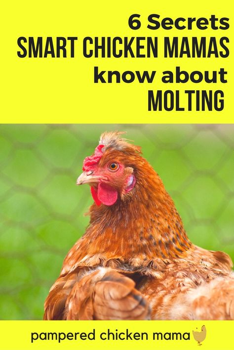 Heard your backyard chickens molting can be stressful? Here's everything to support your backyard chickens beginners need to know! Duck Keeping, City Chickens, Molting Chickens, Happy Chickens, Food For Chickens, Raising Turkeys, Urban Chicken Farming, Chicken Raising, Chicken Flock