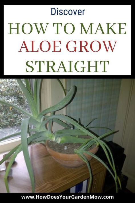 Aloe Plant Care, Aloe Vera Plant Indoor, Growing Aloe Vera, Aloe Plants, Household Plants, Plant Care Houseplant, Inside Plants, Aloe Vera Plant, Aloe Plant