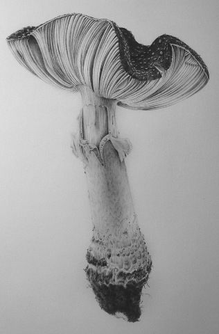 Mushroom Ceremony, Fungi Illustration, Tattoo Band, Model Tattoo, Crystal Drawing, Drawing Realistic, Mushroom Drawing, Pencil Sketch Images, Illustration Cartoon