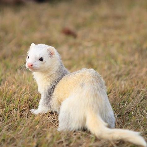 Ferret Photography, Baby Ferrets, Ferret Cage, A Ferret, Pet Ferret, Long Cat, Cute Ferrets, Small Pet, Cute Pet