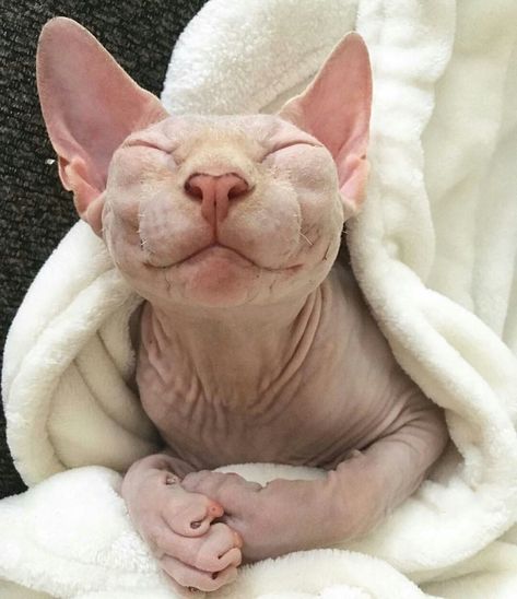 Hairless Kitten, Cute Hairless Cat, Sphinx Cats, Hairless Cats, Sphinx Cat, Dream Pet, Sphynx Cats, Kitten Care, Hairless Cat