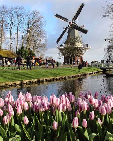 The Daily Traveller on Instagram: “🇳🇱 Keukenhof, also known as the Garden of Europe, is one of the world's largest flower gardens, situated in Lisse, South Holland,…” Rotterdam Netherlands, South Holland, Netherlands Travel, Amsterdam Travel, Countries To Visit, Garden Photography, Interesting Places, Amsterdam Netherlands, Sunset Sky