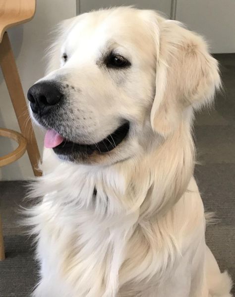 Fluffy Big Dogs, Cream Retriever, White Retriever, White Golden Retriever, English Cream Golden Retriever, Big Dogs Breeds, Biggest Dog In The World, Cream Golden Retriever, Big Fluffy Dogs