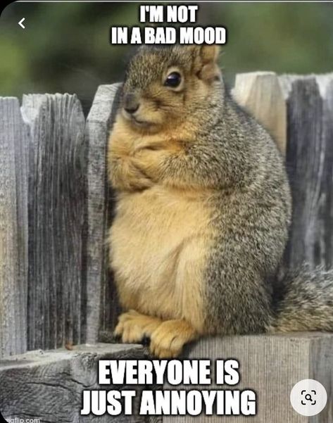 Funny Squirrel Pictures, Squirrel Pictures, In A Bad Mood, Good Morning Funny Pictures, Squirrel Funny, Funny Animal Quotes, Good Morning Funny, Cute Squirrel, A Squirrel