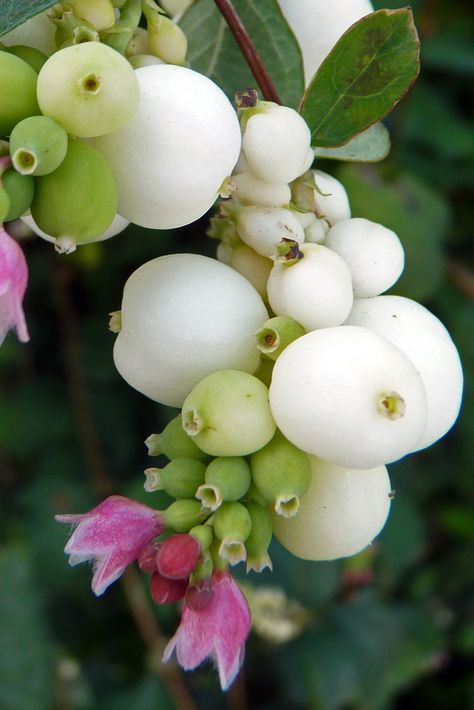 Snowberry (symphoricarpus albus) Symphoricarpos Albus, Poisonous Berries, Types Of Berries, White Berries, Berry Bushes, Moon Garden, Beautiful Fruits, Unique Trees, Fruit Plants