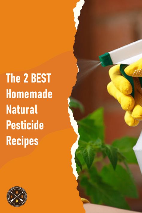 The 2 BEST Homemade Natural Pesticide Recipes Garden Bug Spray, Natural Bug Spray Recipe, Bug Spray For Plants, Pest Spray, Bug Spray Recipe, Orchids In Water, Leaf Beetle, Natural Bug Spray, Cucumber Beetles