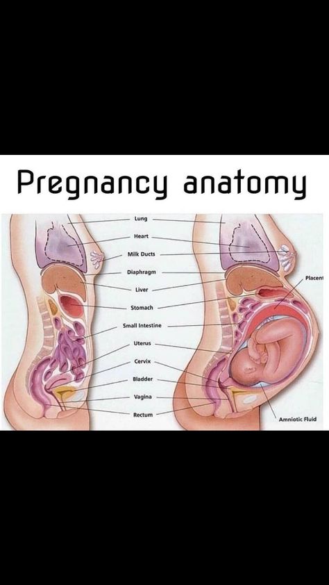 Reproduction In Humans, Pregnancy Anatomy, Diagnostic Medical Sonography Student, Human Reproduction, Human Body Science, Diagnostic Medical Sonography, Belly Bump, Basic Anatomy And Physiology, Nurse Study Notes