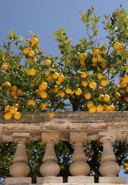 Mediterranean Living| Serafini Amelia| Italia| Sicilian lemon tree Italy Aesthetic, Italian Summer, Yellow Aesthetic, Northern Italy, Alam Yang Indah, Nature Aesthetic, Pretty Places, Travel Aesthetic, Mykonos