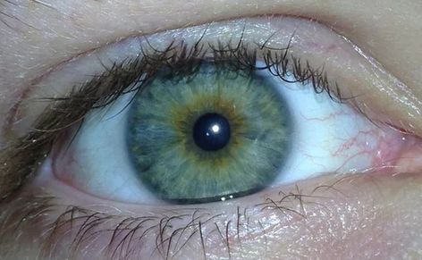 Blue Hazel Eyes, Eye Color Facts, Grey Green Eyes, Pretty Eyes Color, Green Brown Eyes, Hazel Green Eyes, Rare Eyes, Hazel Color, Hazel Green