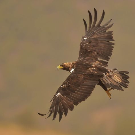 Spanish Imperial Eagle Golden Eagle Flying, Raptor Bird Of Prey, Wedge Tailed Eagle, Aigle Royal, Royal Eagle, Raptors Bird, Imperial Eagle, Eagle Images, Eagle Painting