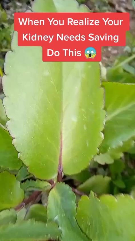 When you realize your kidney needs saving. Use this herb.. #naturalremedies #reels #viral #herbs #kidney #liverhealth #hearthealth Get my 14 days full body detox book NOW...👇🏽 https://davidtiktok876.gumroad.com/l/nxtmvh SUBSCRIBE TO MY YOUTUBE CHANNEL 👇🏽 https://youtube.com/@davidtheherbalist | DavidThe Herbalist | DavidThe Herbalist · Original audio Health Remedy, Body Pain Relief, Full Body Detox, Medical Herbs, Kidney Cleanse, Home Health Remedies, Kidney Health, Subscribe To My Youtube Channel, Body Healing