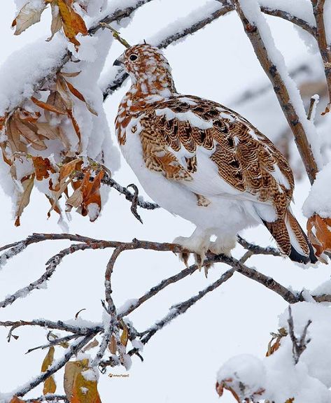 Willow Ptarmigan, State Birds, Game Birds, Pretty Birds, Colorful Birds, Wild Birds, Winter Landscape, Bird Watching, Bird Feathers