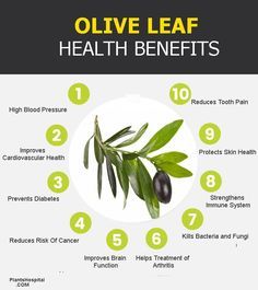 Olive Leaf was first used medically in ancient Egypt and became a symbol of heaven’s power. The leaf of olive tree called Olea europaea has been used as a nutrient. #olive #leaf #health #benefits Leaf Health, Benefits Of Olive Oil, Olive Leaf Extract, Tomato Nutrition, Calendula Benefits, Strengthen Immune System, Fruit Health Benefits, Matcha Benefits, Stomach Ulcers