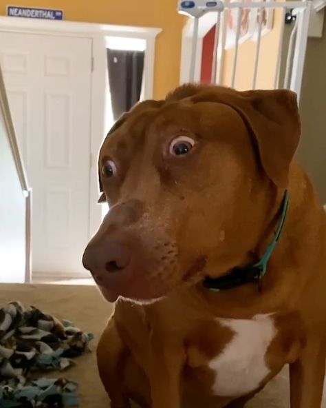 LADbible - Dog's birth defect makes her look surprised all the time Shocked Animal Face, Dog With Eyebrow Raised, Dogs Funny Meme Faces, Surprised Dog Face, Scary Looking Dogs, Dog Meme Face, Deformed Dog, Hailee Core, Surprised Reaction