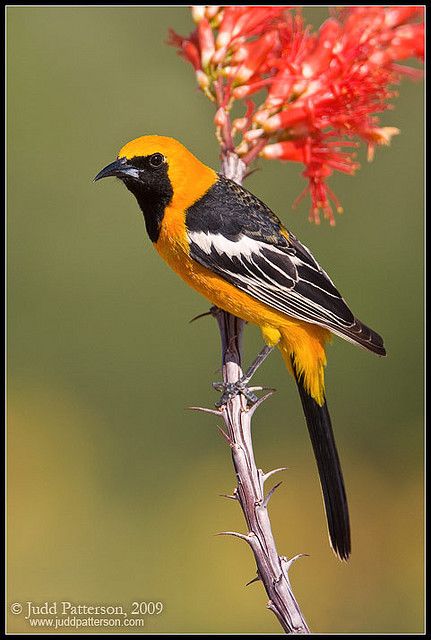 ~~Hooded Oriole by Judd Patterson~~ Oriole Bird, Different Birds, Amazing Birds, Most Beautiful Birds, Birds And Butterflies, Nature Birds, Backyard Birds, Bird Pictures, Exotic Birds